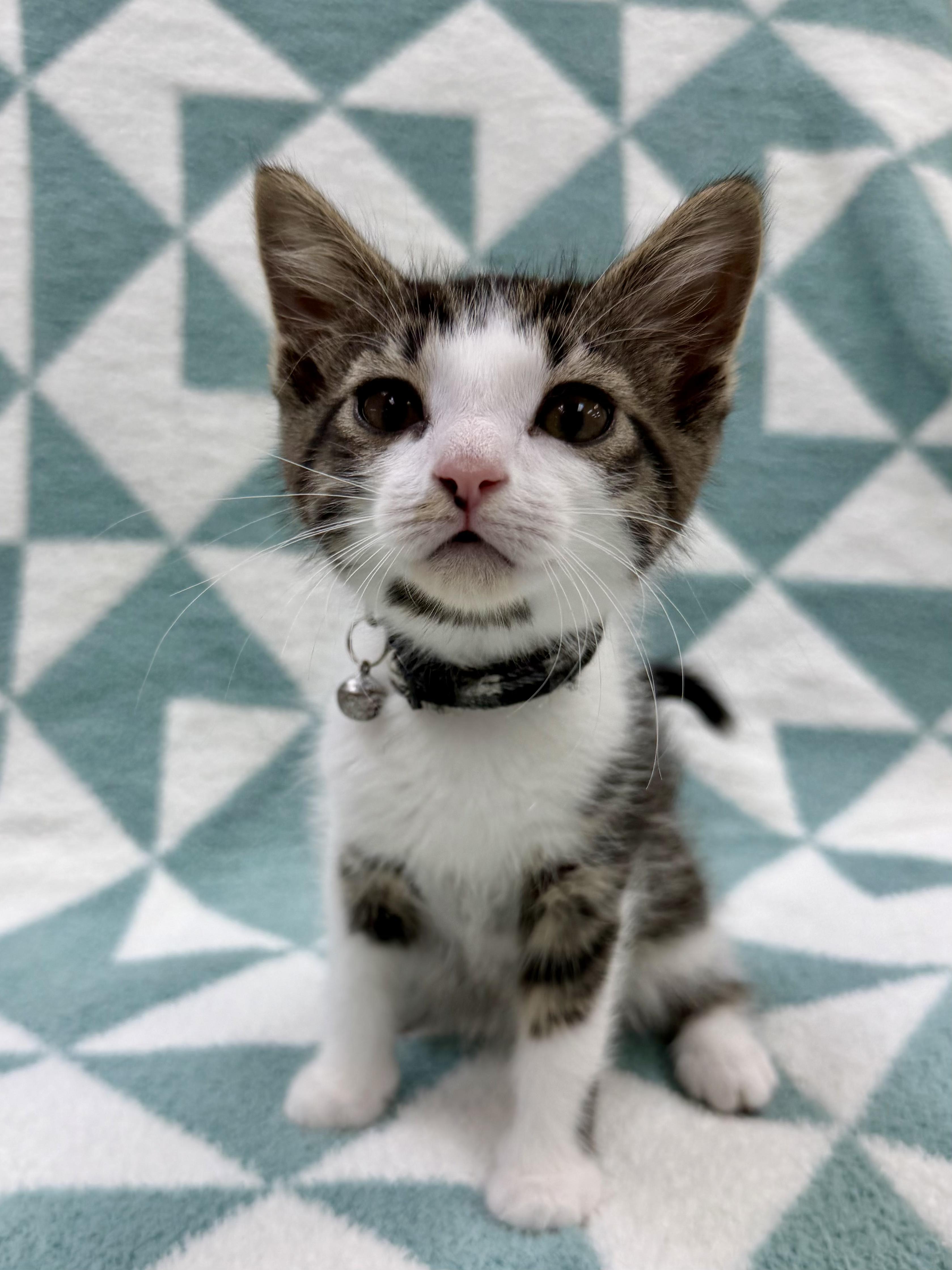 Enlarge Dostoevsky, an adoptable Domestic Short Hair in Columbus, OH image 2/4