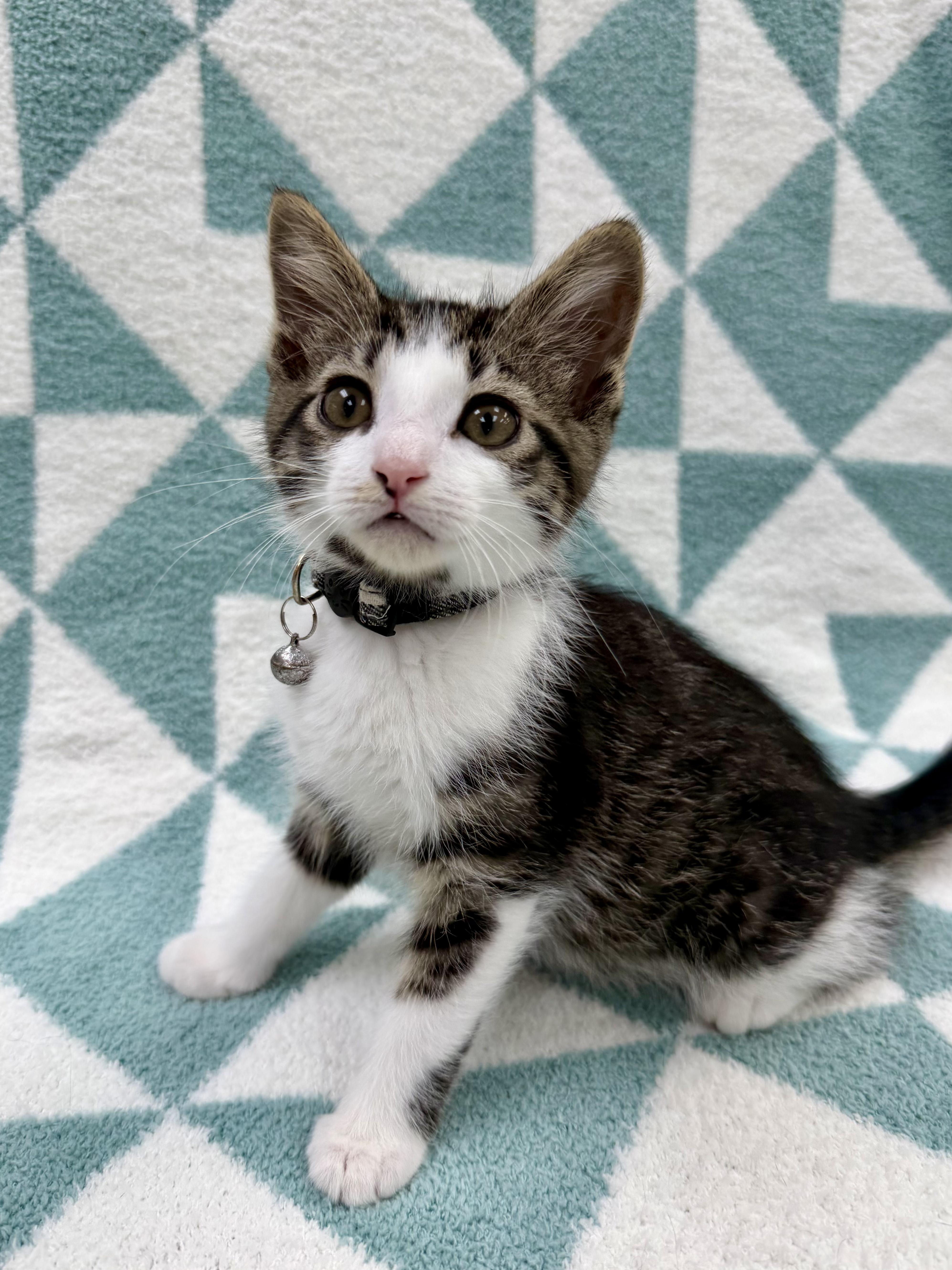 Enlarge Dostoevsky, an adoptable Domestic Short Hair in Columbus, OH image 1/4