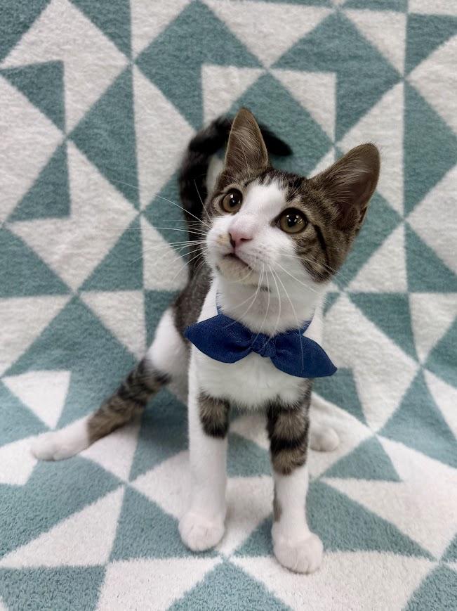 Dostoevsky, adoptable, Kitten Male Domestic Short Hair.