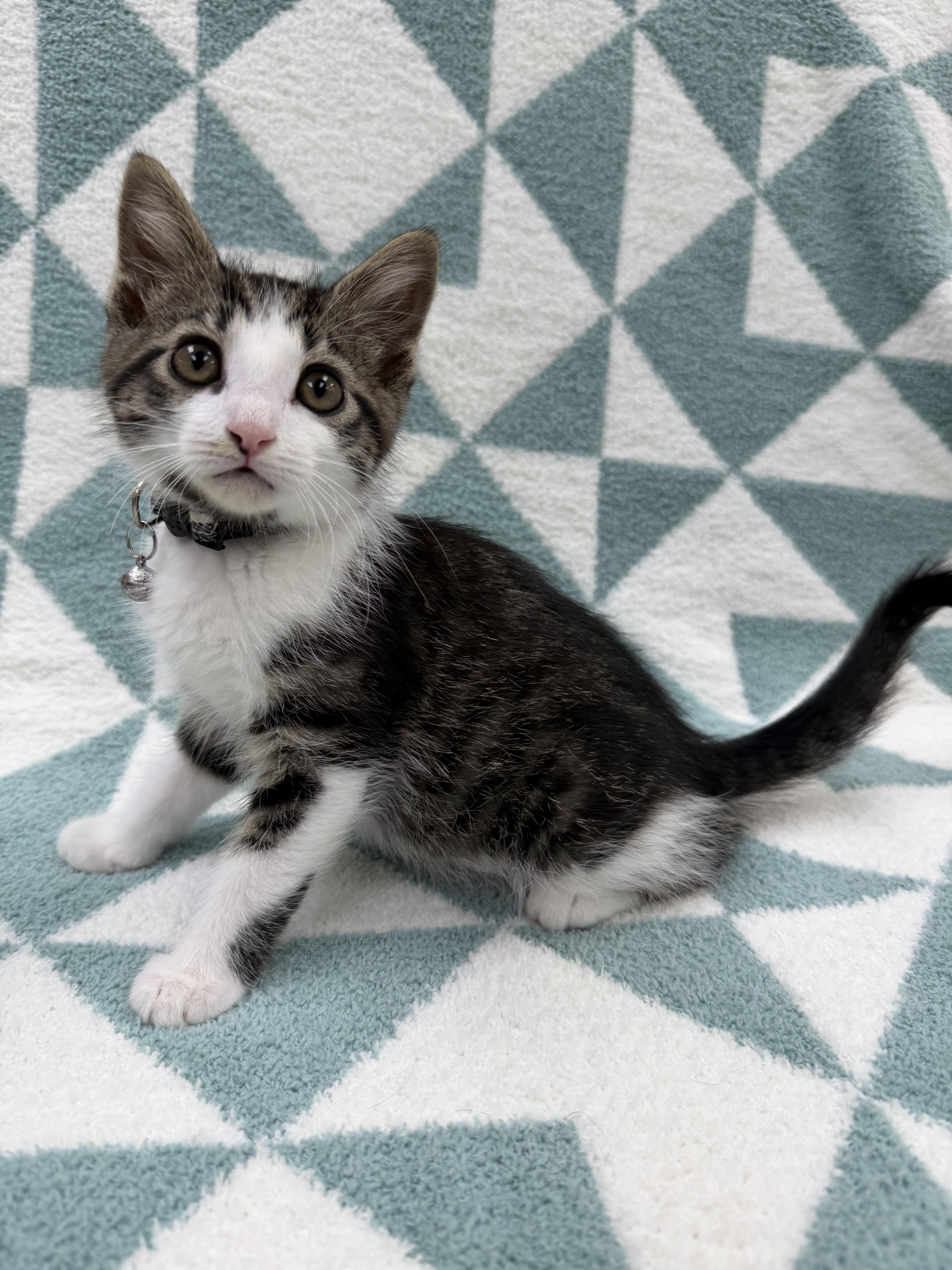 Enlarge Dostoevsky, an adoptable Domestic Short Hair in Columbus, OH image 4/4