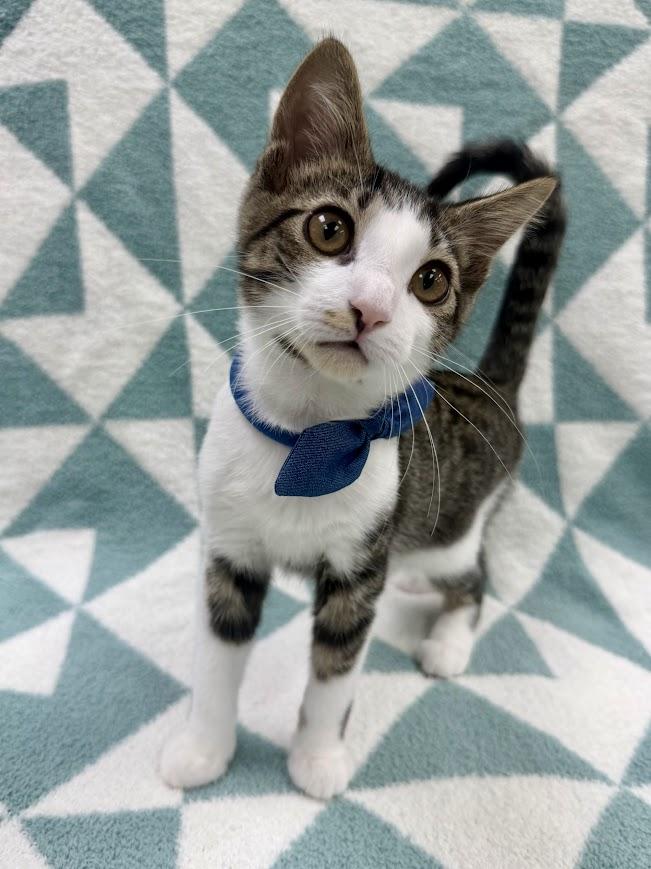 Dostoevsky, an adoptable Domestic Short Hair in Columbus, OH image 3/5