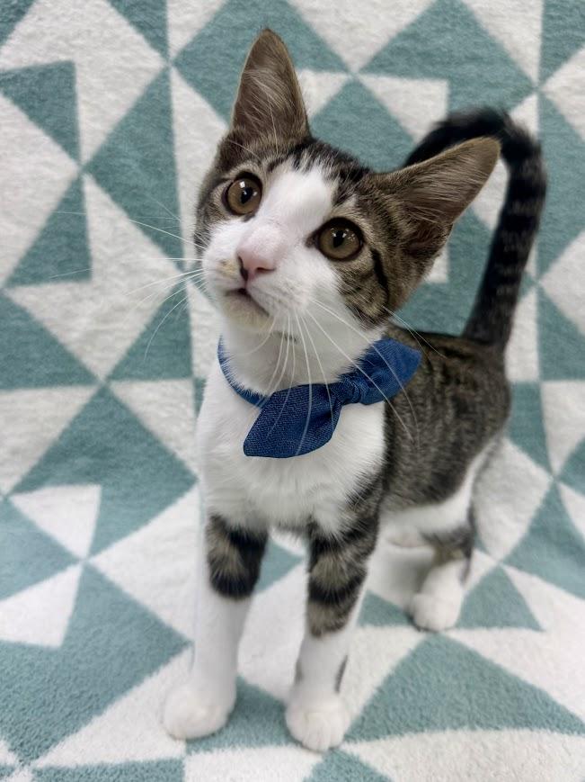 Dostoevsky, an adoptable Domestic Short Hair in Columbus, OH image 2/5