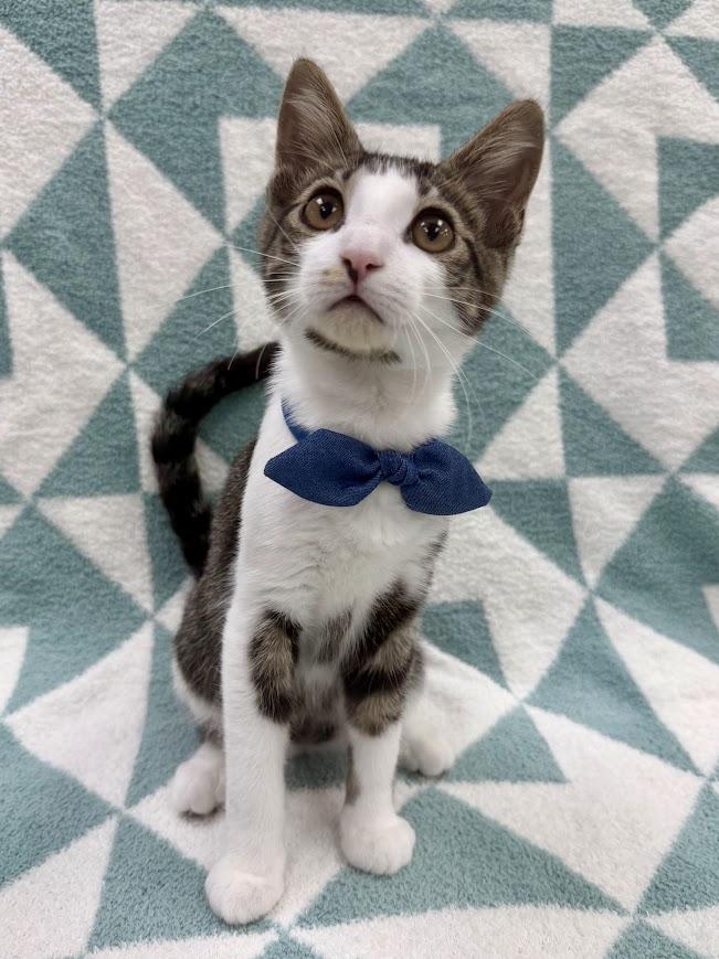 Dostoevsky, an adoptable Domestic Short Hair in Columbus, OH image 5/5