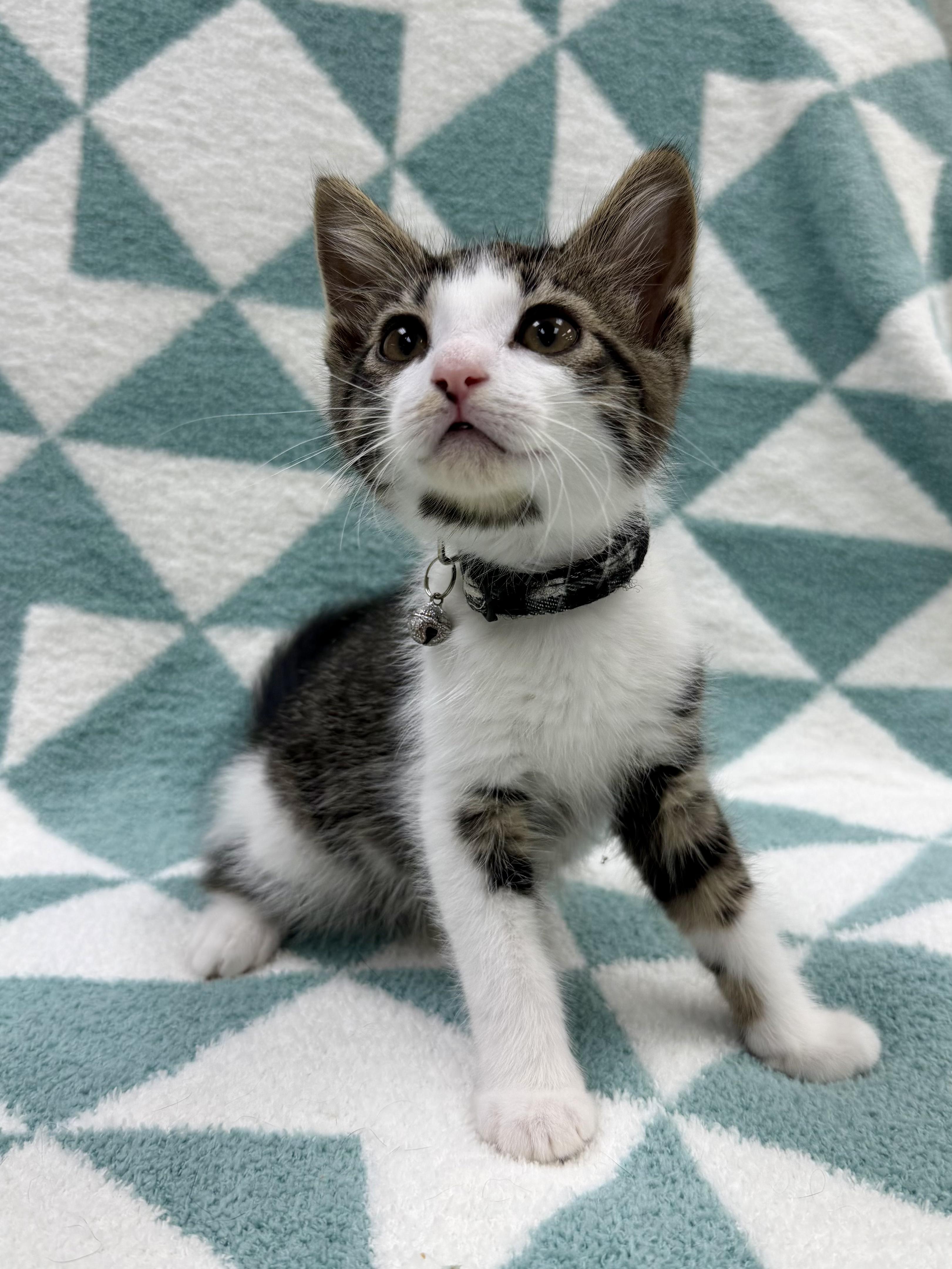Enlarge Dostoevsky, an adoptable Domestic Short Hair in Columbus, OH image 3/4