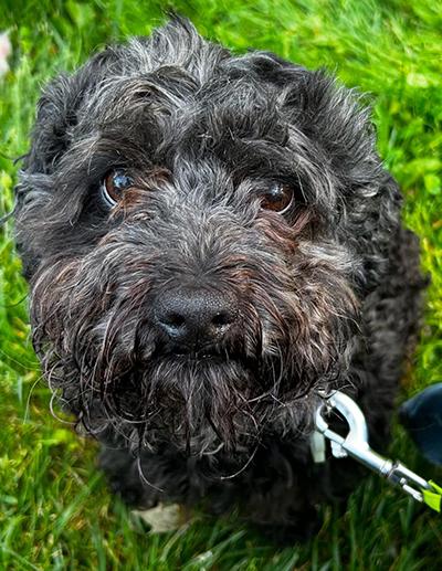 Oscar-Updated Bio, Adoptable, Young Male Schnoodle.