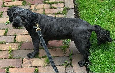 Oscar-Updated Bio, a Adoptable Schnoodle in Miamisburg, OH image 2/3