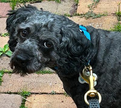 Oscar-Updated Bio, a Adoptable Schnoodle in Miamisburg, OH image 3/3