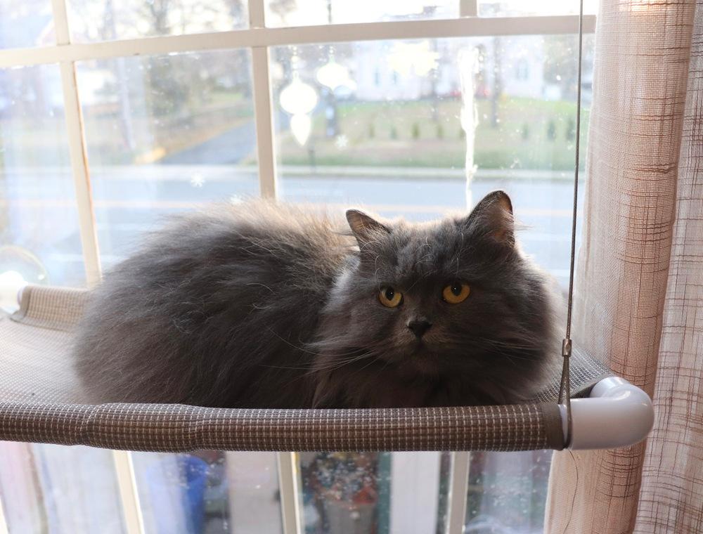 Victor, Adoptable, Young Male Persian.