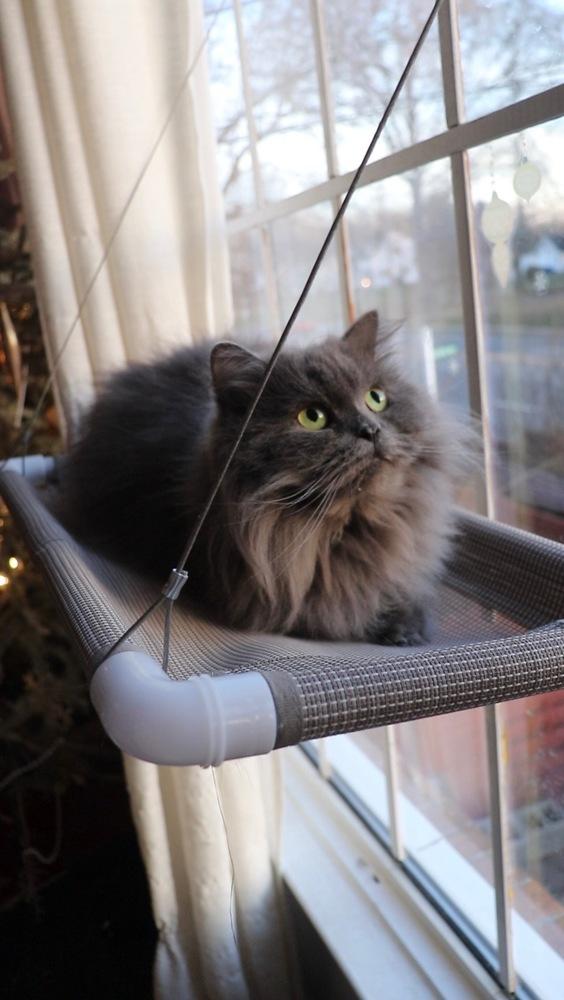 Victor, a Adoptable Persian in Vienna , VA image 2/4