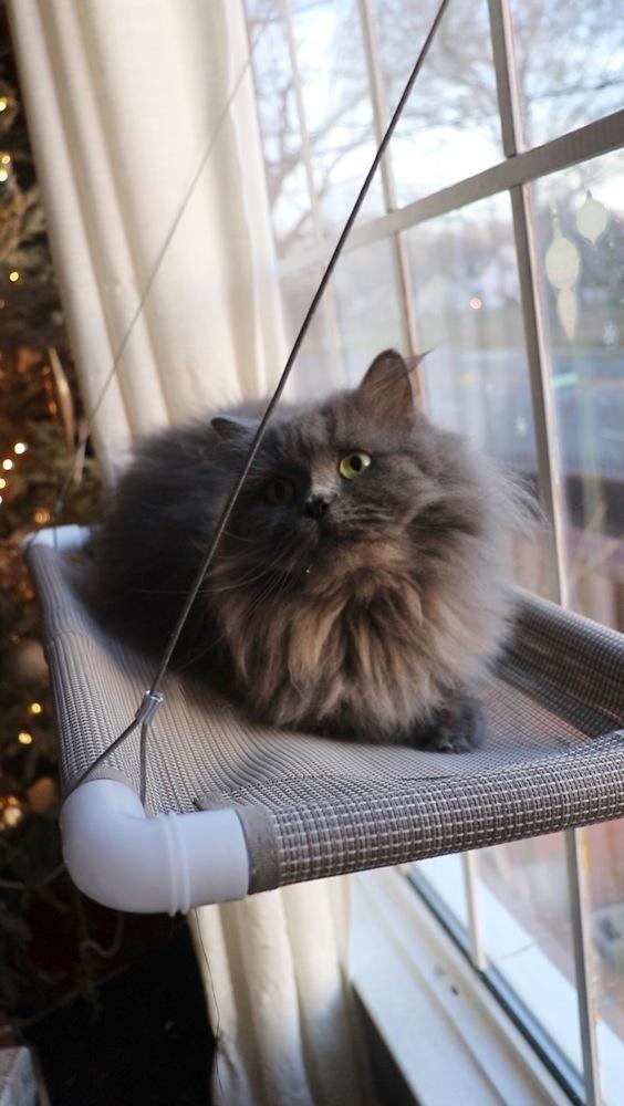 Victor, a Adoptable Persian in Vienna , VA image 3/4