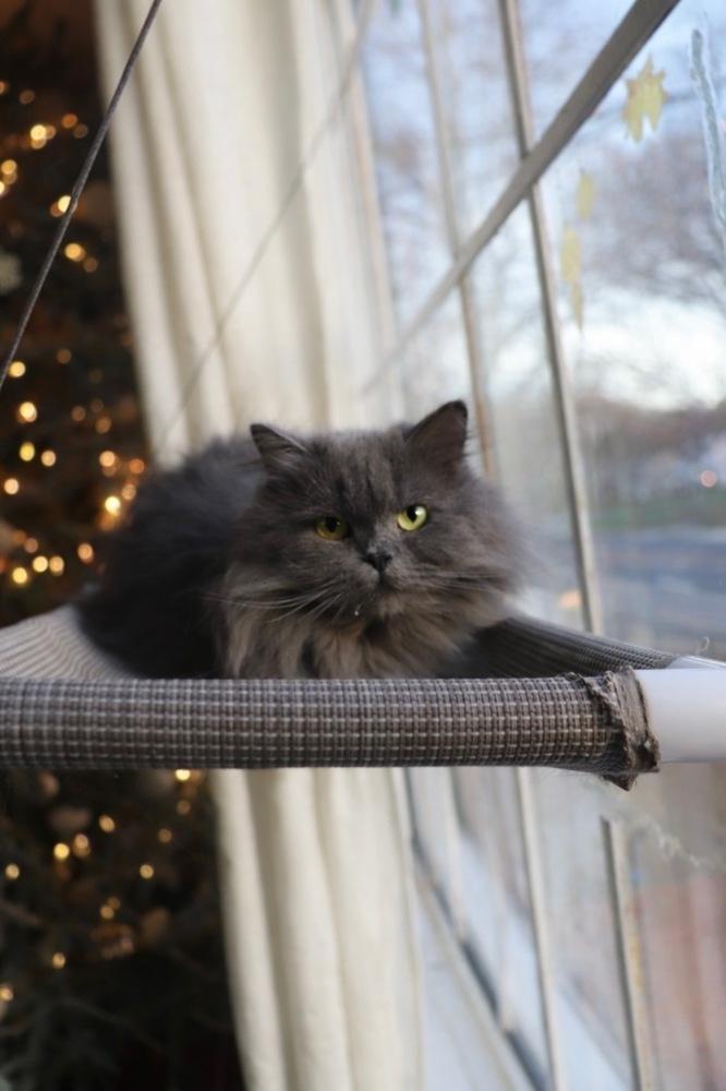 Victor, a Adoptable Persian in Vienna , VA image 4/4