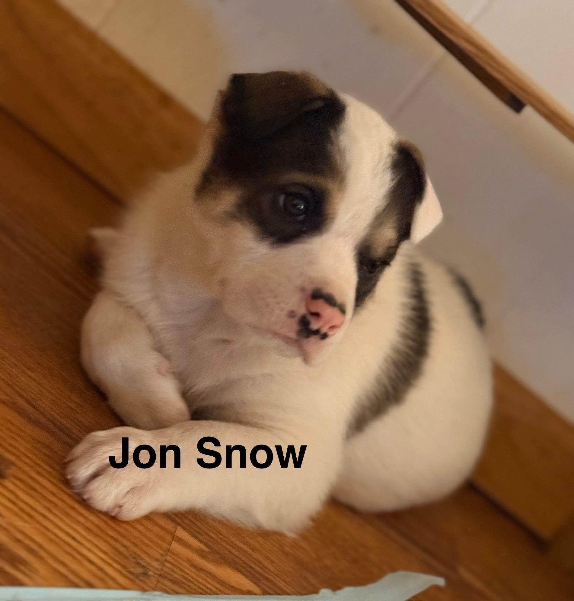 GoT-Snow, Adopted, Puppy Male Australian Cattle Dog / Blue Heeler & Siberian Husky.