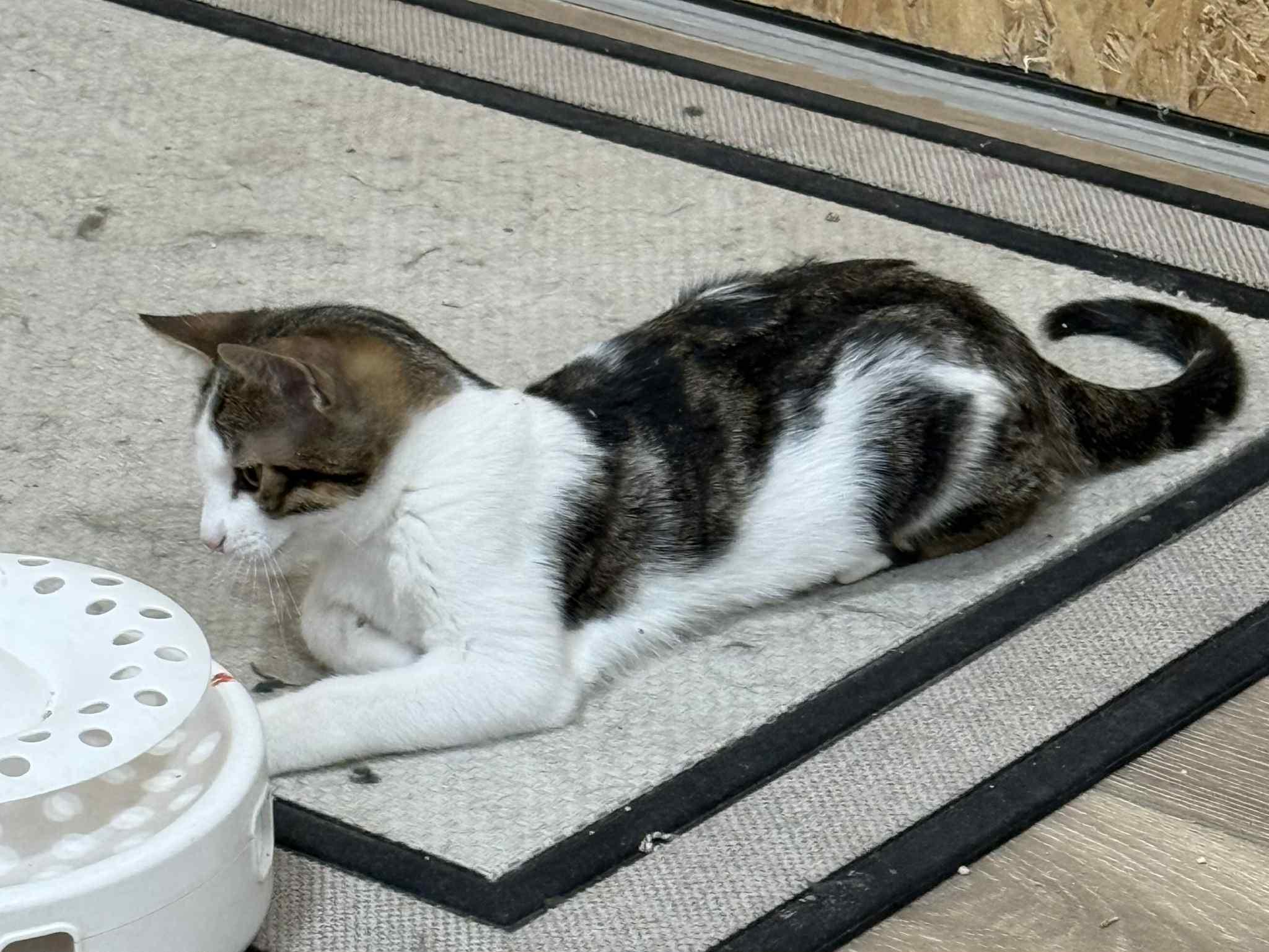 Toby, Adoptable, Young Male Tabby.