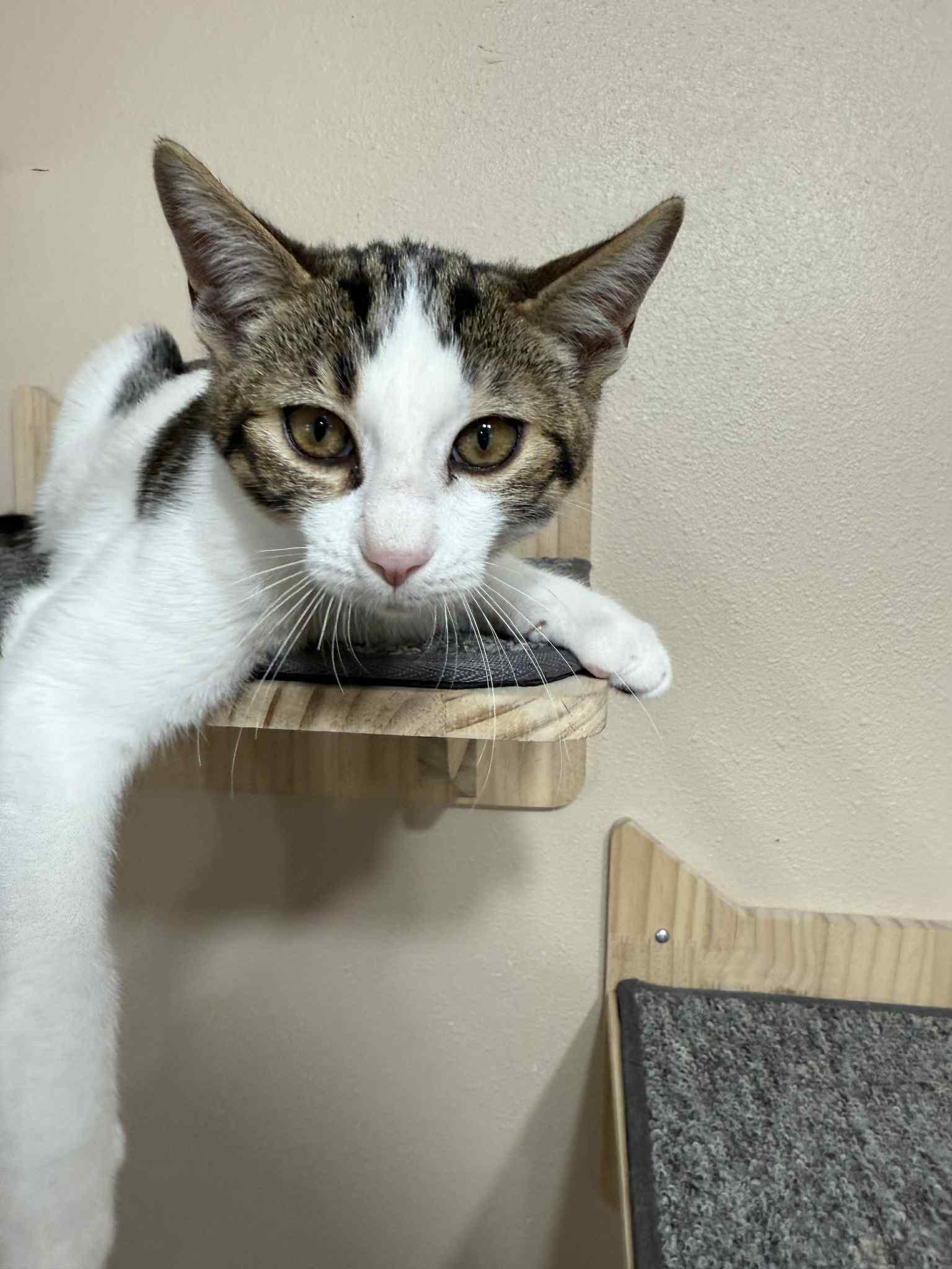 Toby, a Adoptable Tabby in Tehachapi, CA image 2/3