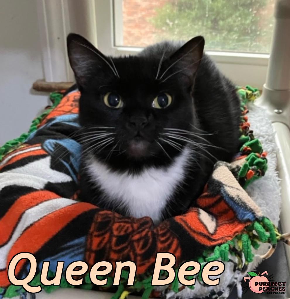 Queen Bee, Adoptable, Young Female Domestic Short Hair.