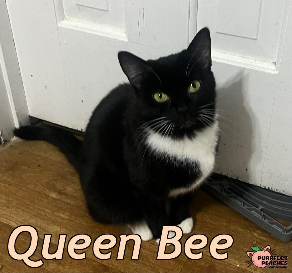 Enlarge Queen Bee, a Adoptable mixed breed in Douglasville, GA image 3/3
