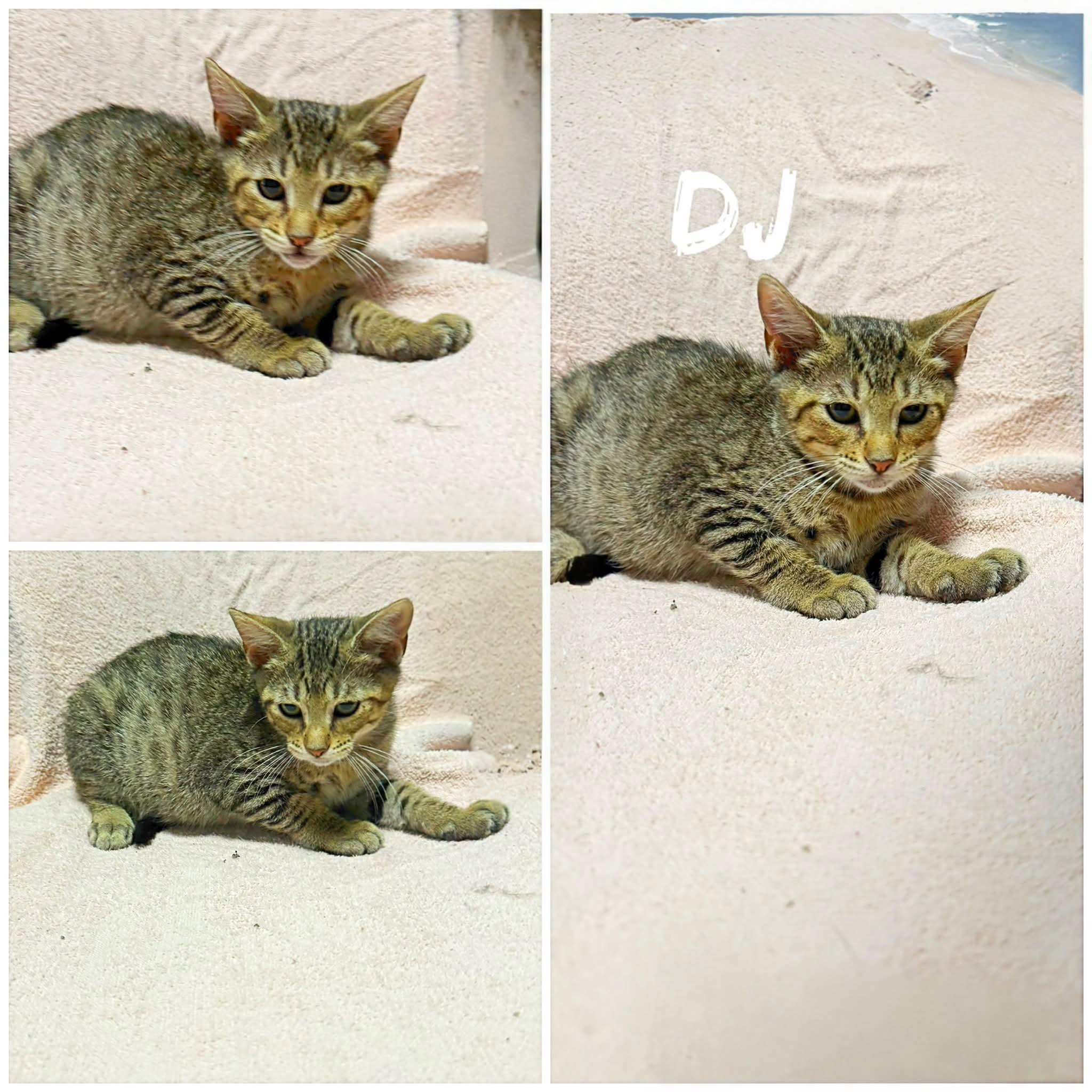 DJ, ADOPTABLE, Young Male Domestic Short Hair.