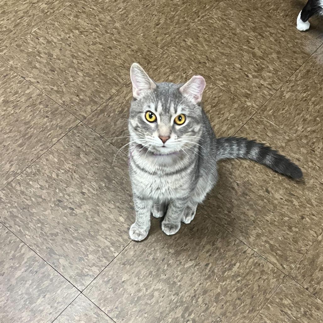 Enlarge Jorts, a Adoptable Domestic Short Hair in St. Paul, MN image 1/4