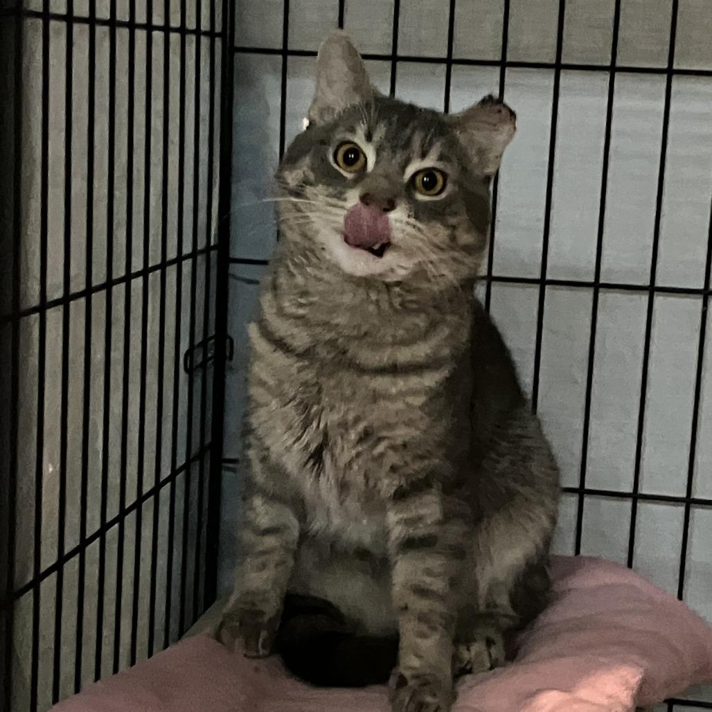 Enlarge Jorts, a Adoptable Domestic Short Hair in St. Paul, MN image 2/4