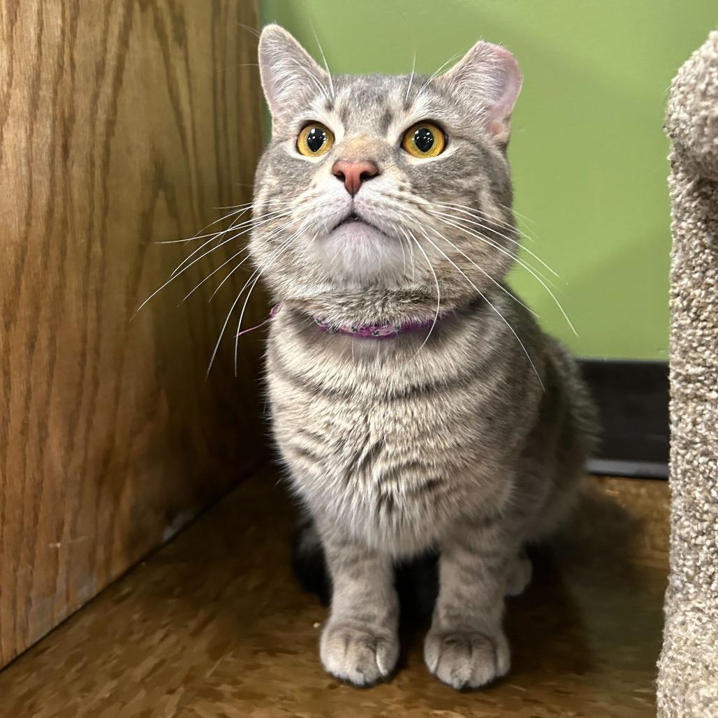 Enlarge Jorts, a Adoptable Domestic Short Hair in St. Paul, MN image 3/4