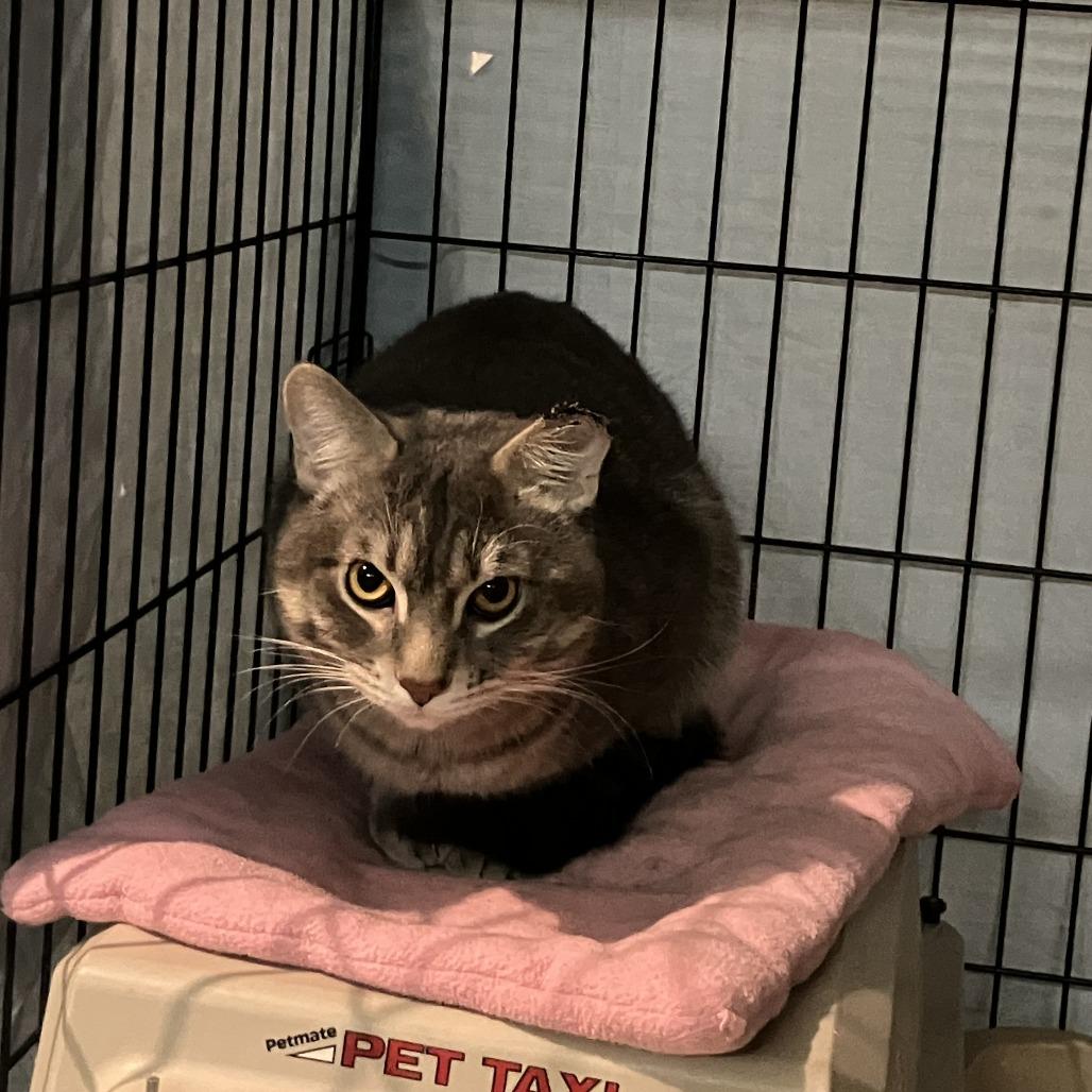 Enlarge Jorts, a Adoptable Domestic Short Hair in St. Paul, MN image 4/4