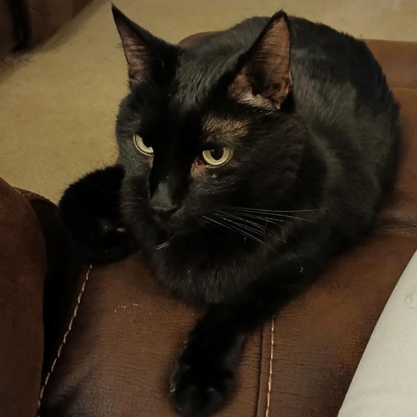 Enlarge Jasper, a Adoptable mixed breed in Des Moines, IA image 2/3