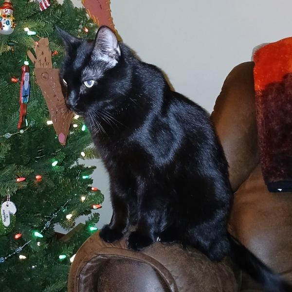 Enlarge Jasper, a Adoptable mixed breed in Des Moines, IA image 3/3