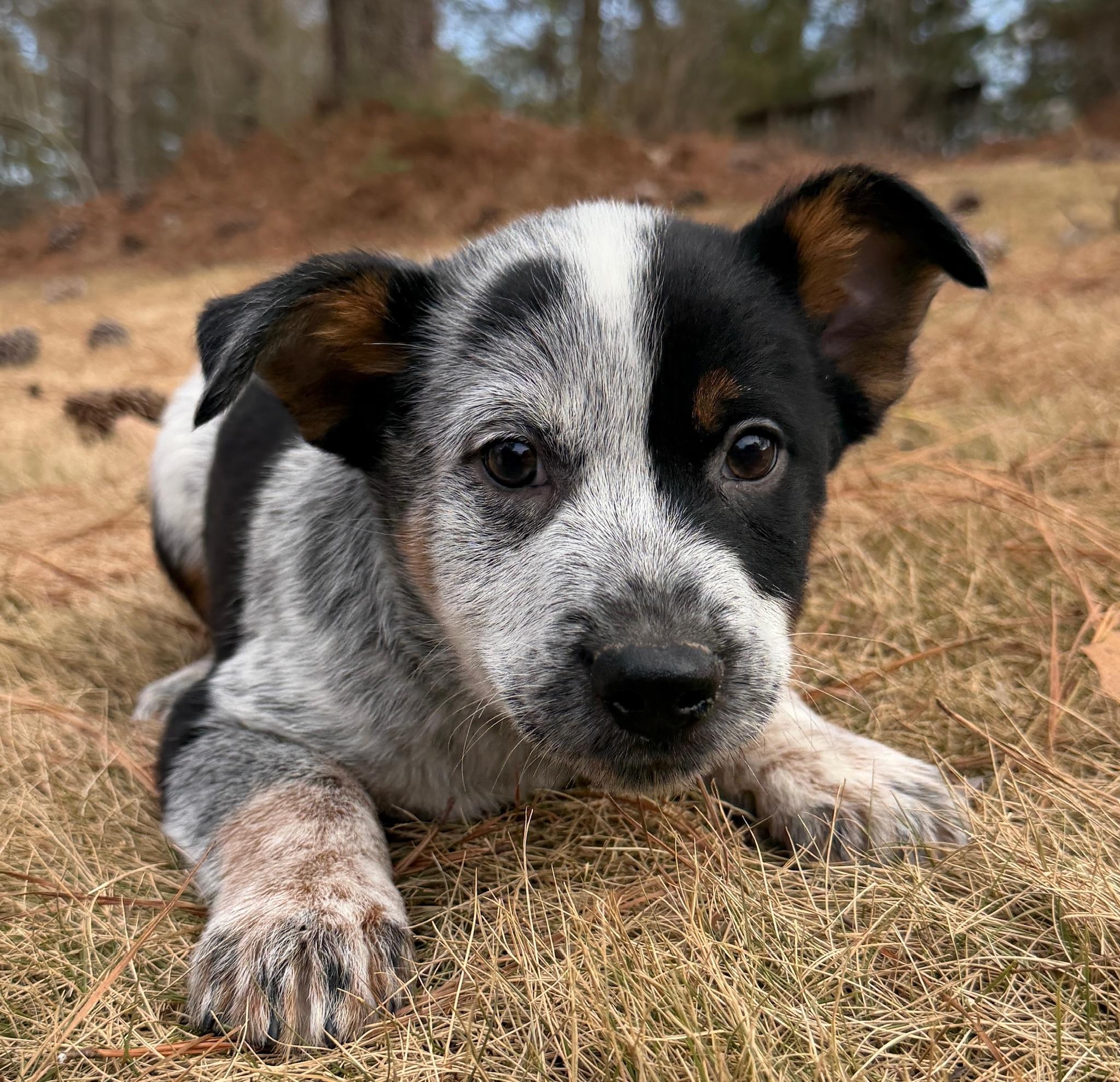 Enlarge Pistachio, an adopted mixed breed in Monroeville , PA image 5/6