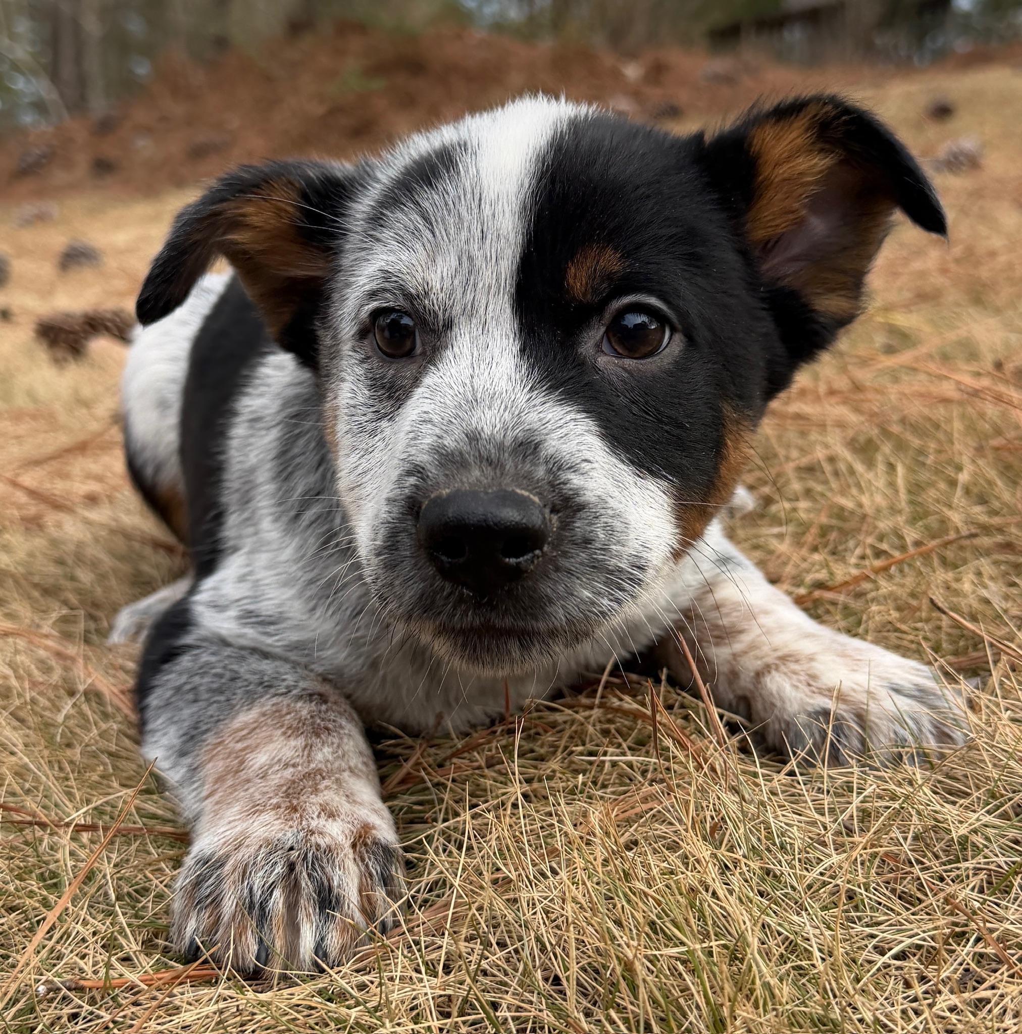 Pistachio, adopted, Puppy Male Australian Cattle Dog / Blue Heeler.