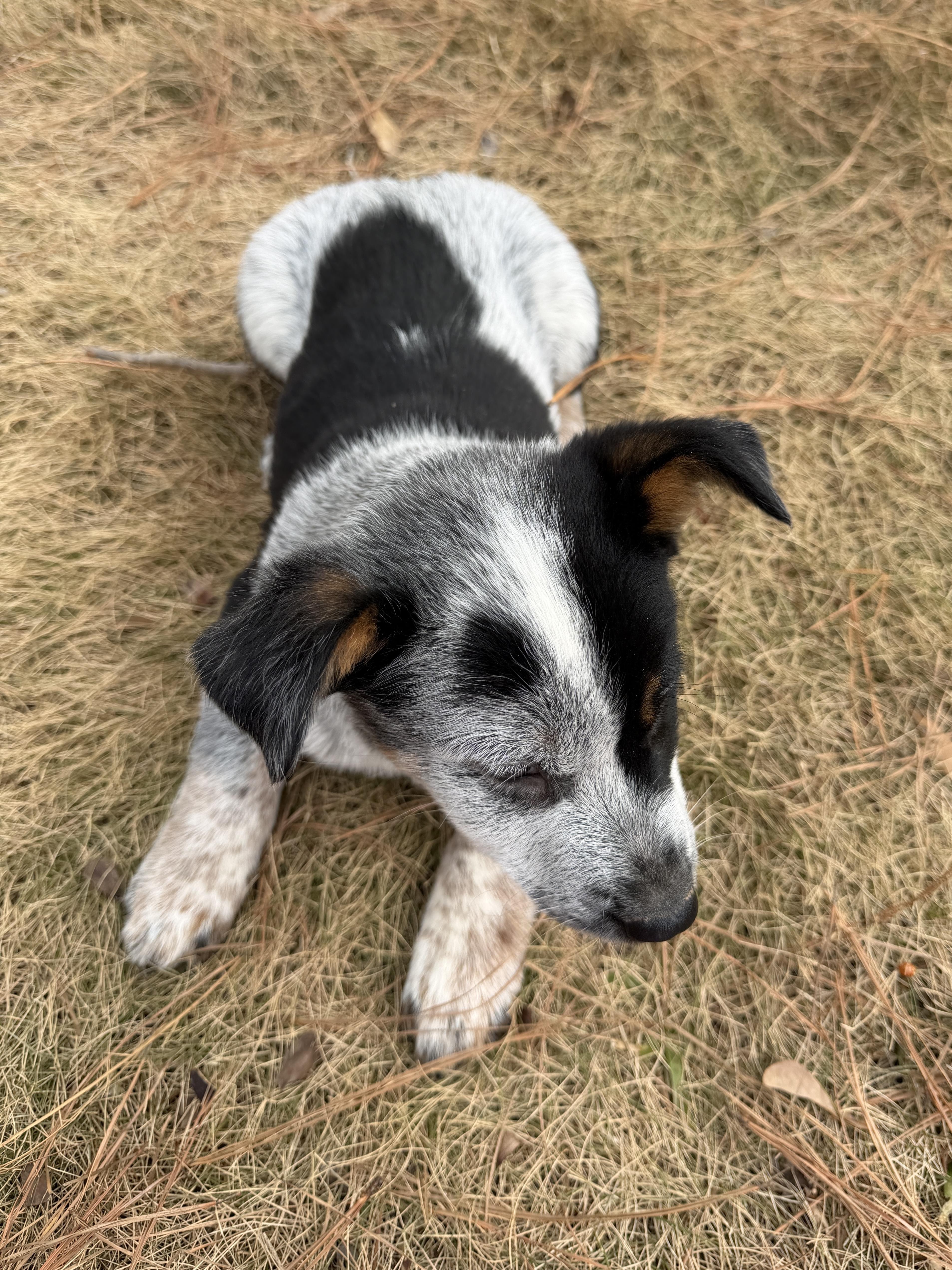Enlarge Pistachio, an adopted mixed breed in Monroeville , PA image 4/6