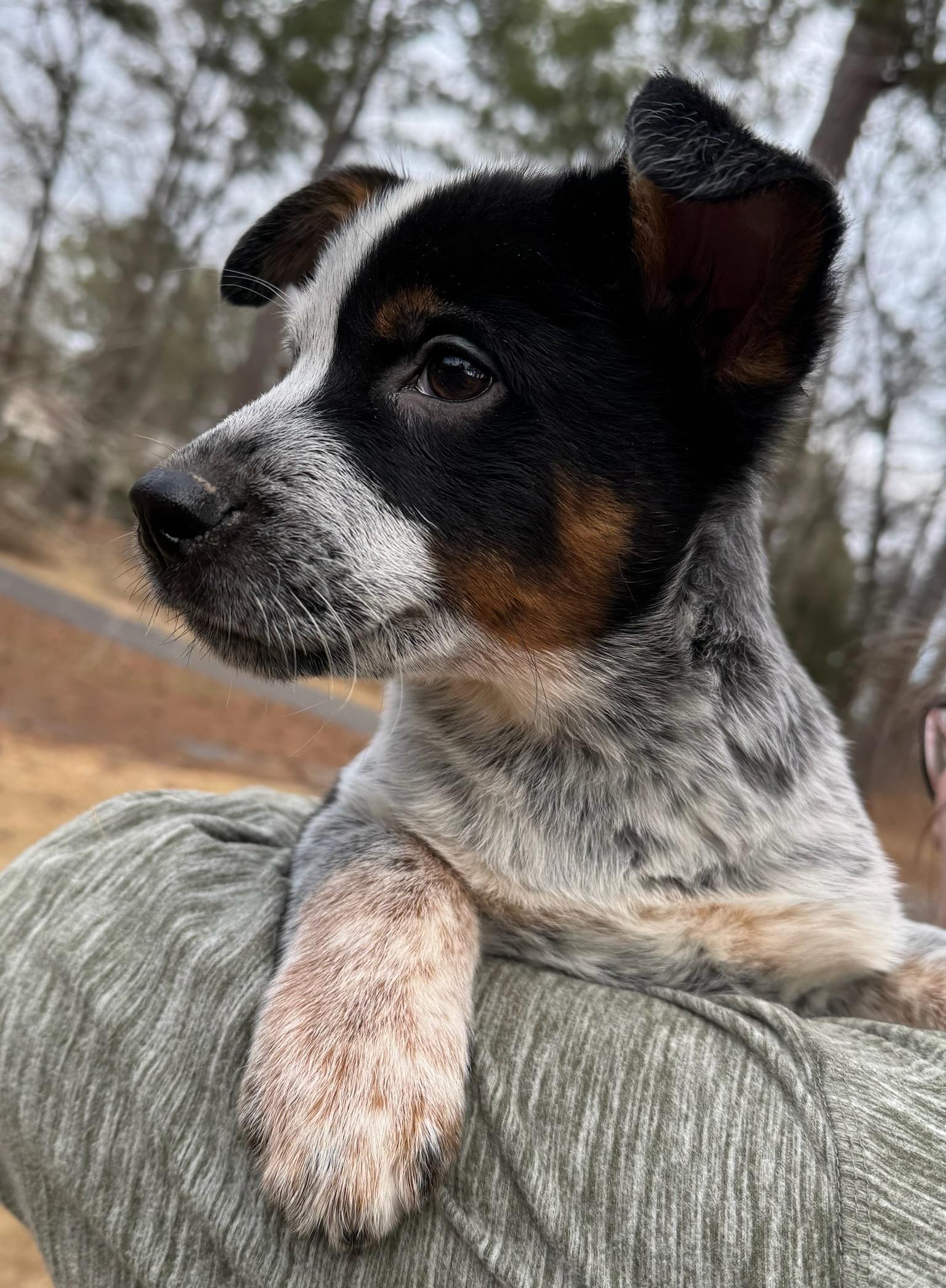 Enlarge Pistachio, an adopted mixed breed in Monroeville , PA image 6/6