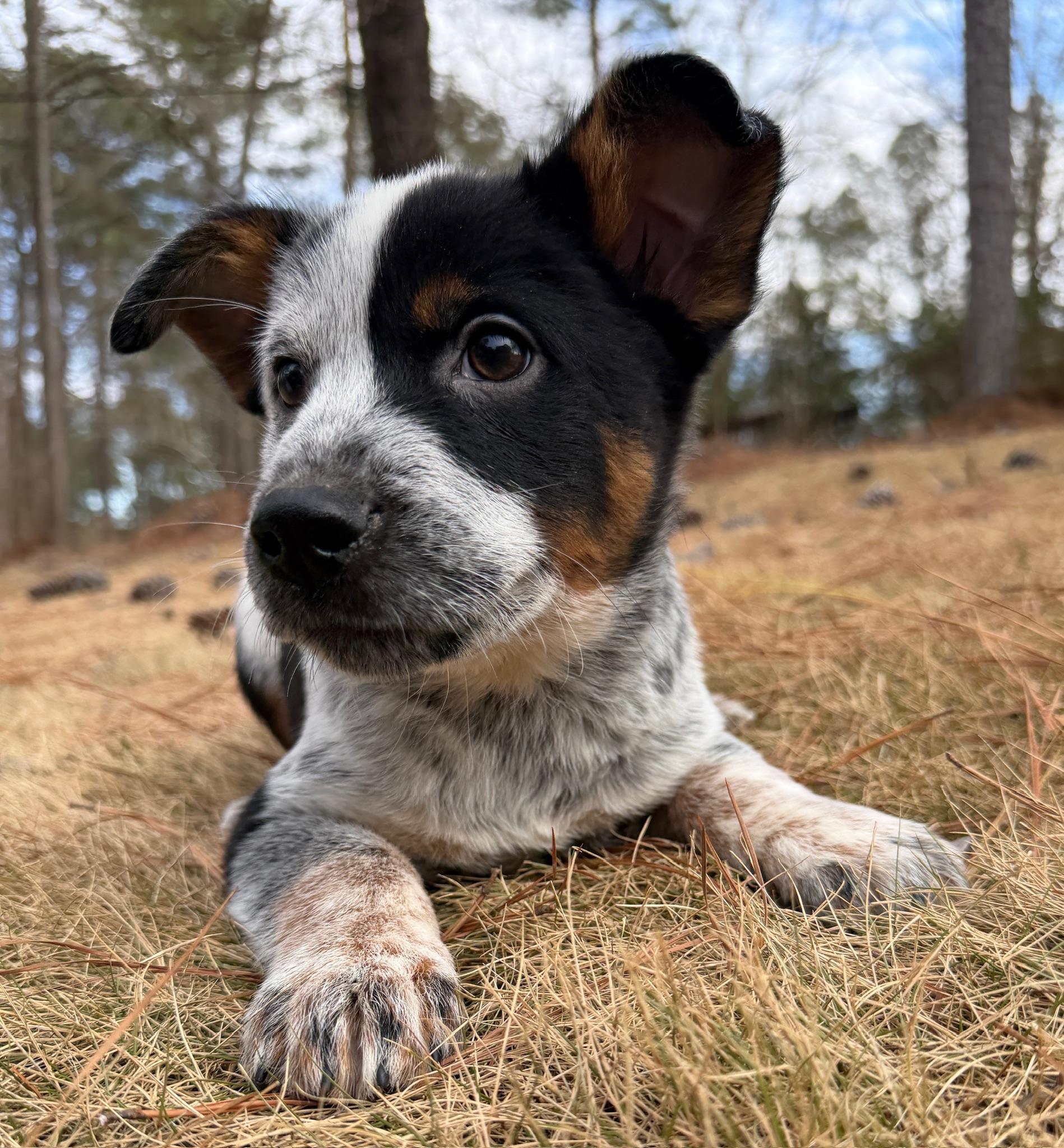 Enlarge Pistachio, an adopted mixed breed in Monroeville , PA image 2/6