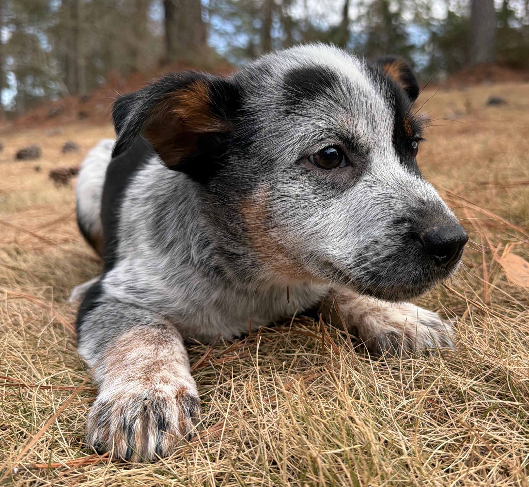 Enlarge Pistachio, an adopted mixed breed in Monroeville , PA image 3/6