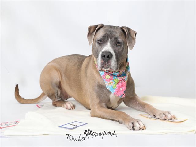 NALA, Adoptable, Adult Female Mastiff & Pit Bull Terrier.