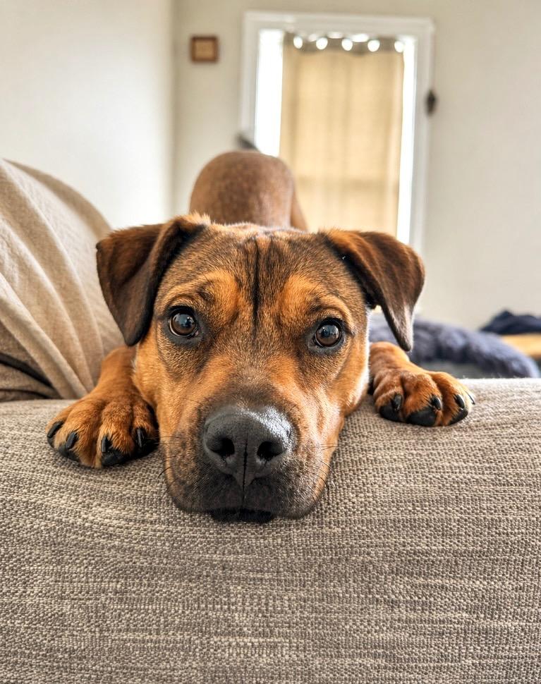 Enlarge Chica - LOCAL, a Adoptable mixed breed in Princeton, MA image 1/6