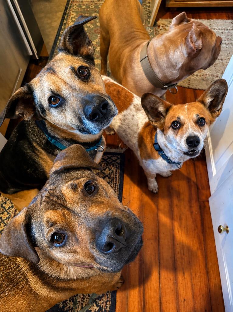 Enlarge Chica - LOCAL, a Adoptable mixed breed in Princeton, MA image 2/6
