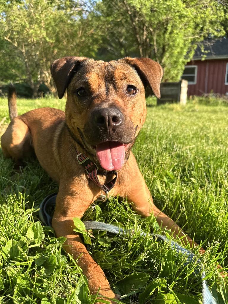 Enlarge Chica - LOCAL, a Adoptable mixed breed in Princeton, MA image 2/6