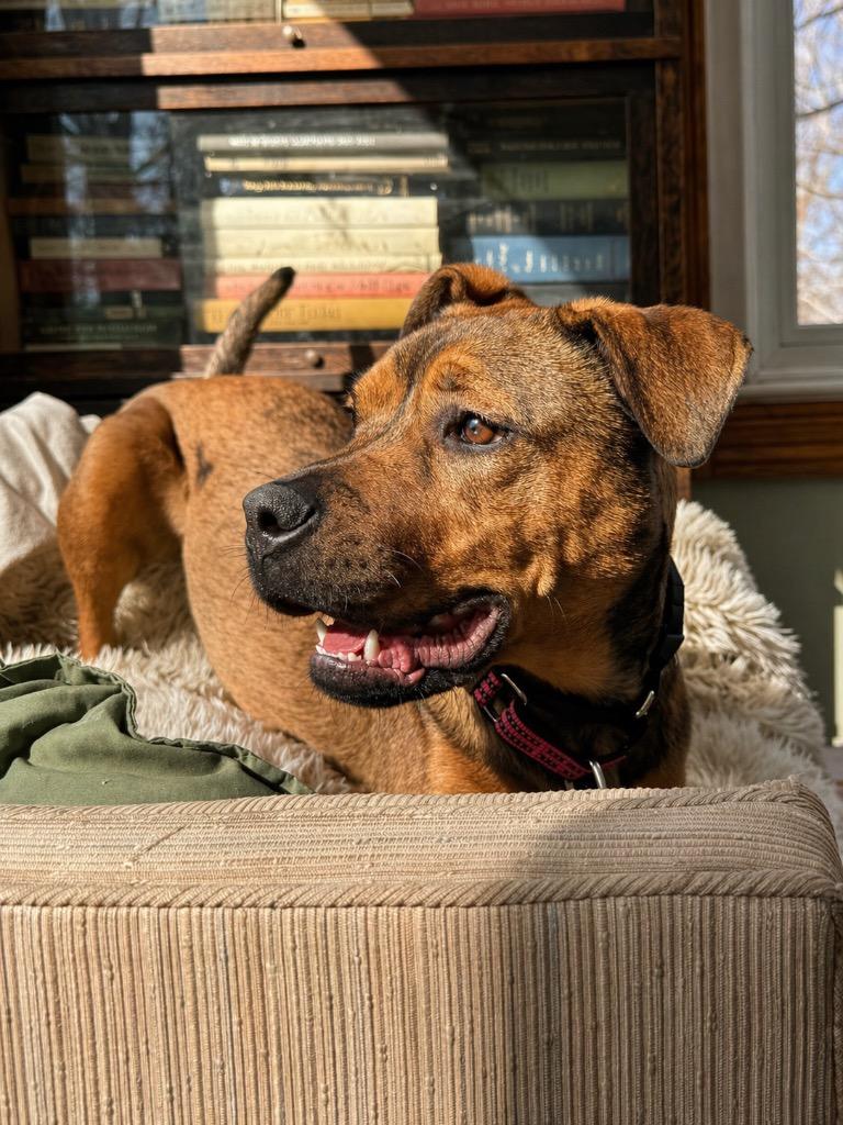 Enlarge Chica - LOCAL, a Adoptable mixed breed in Princeton, MA image 3/6