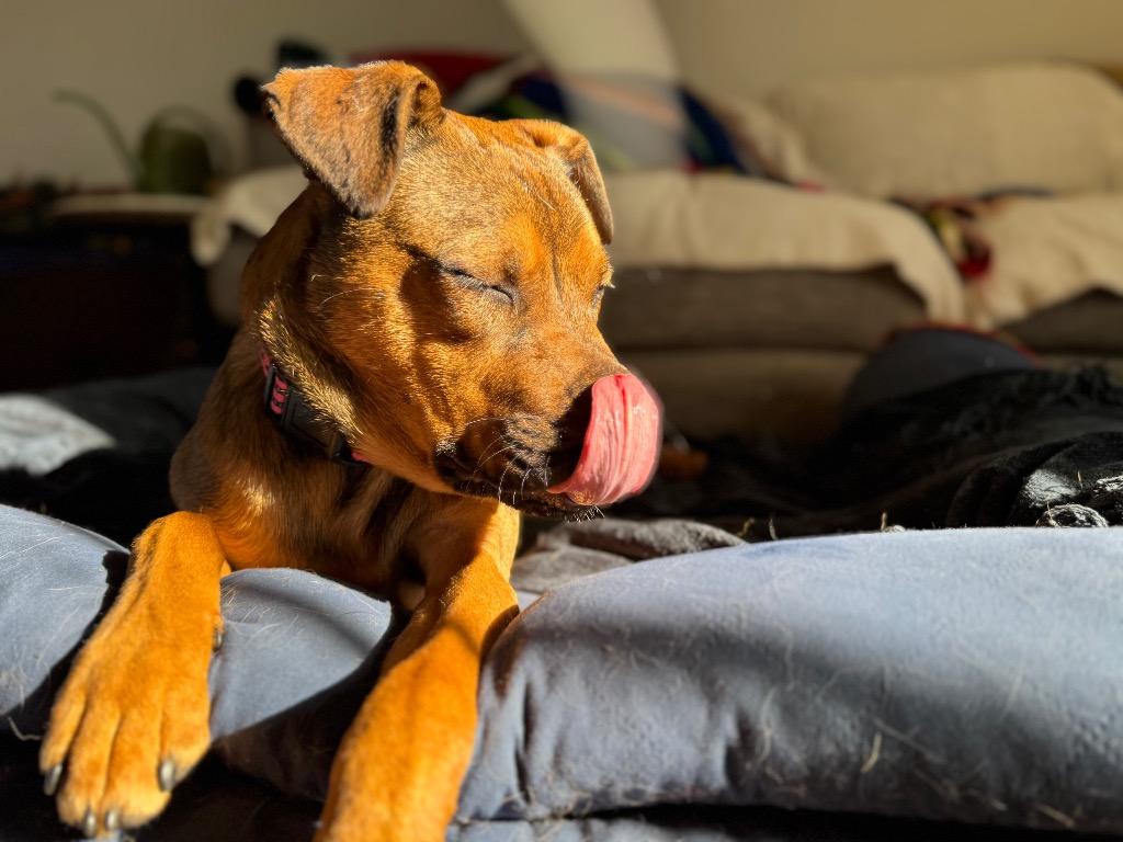 Enlarge Chica - LOCAL, a Adoptable mixed breed in Princeton, MA image 4/6