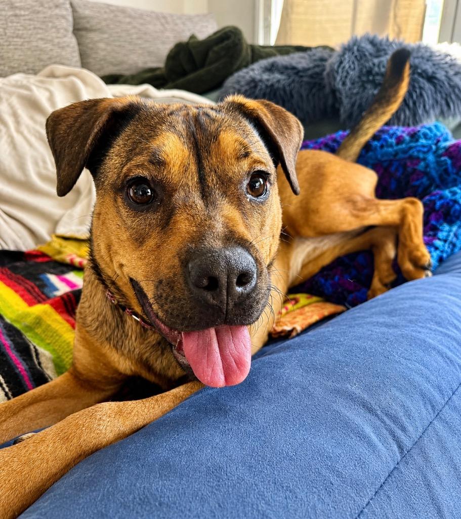Enlarge Chica - LOCAL, a Adoptable mixed breed in Princeton, MA image 5/6