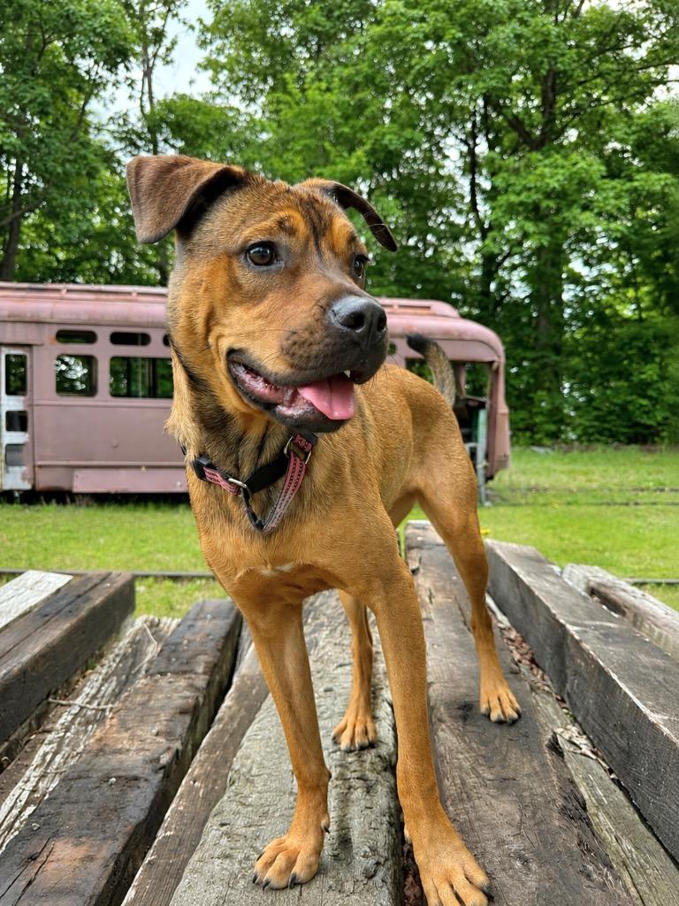 Enlarge Chica - LOCAL, a Adoptable mixed breed in Princeton, MA image 6/6