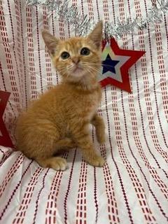 Cat Foster Homes Needed