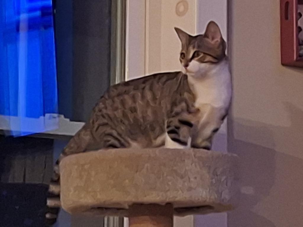 Stitch, Adoptable, Young Female Domestic Short Hair.