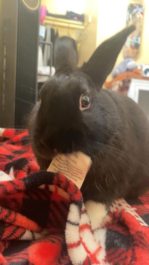 Homie, Adoptable, Adult Male American.
