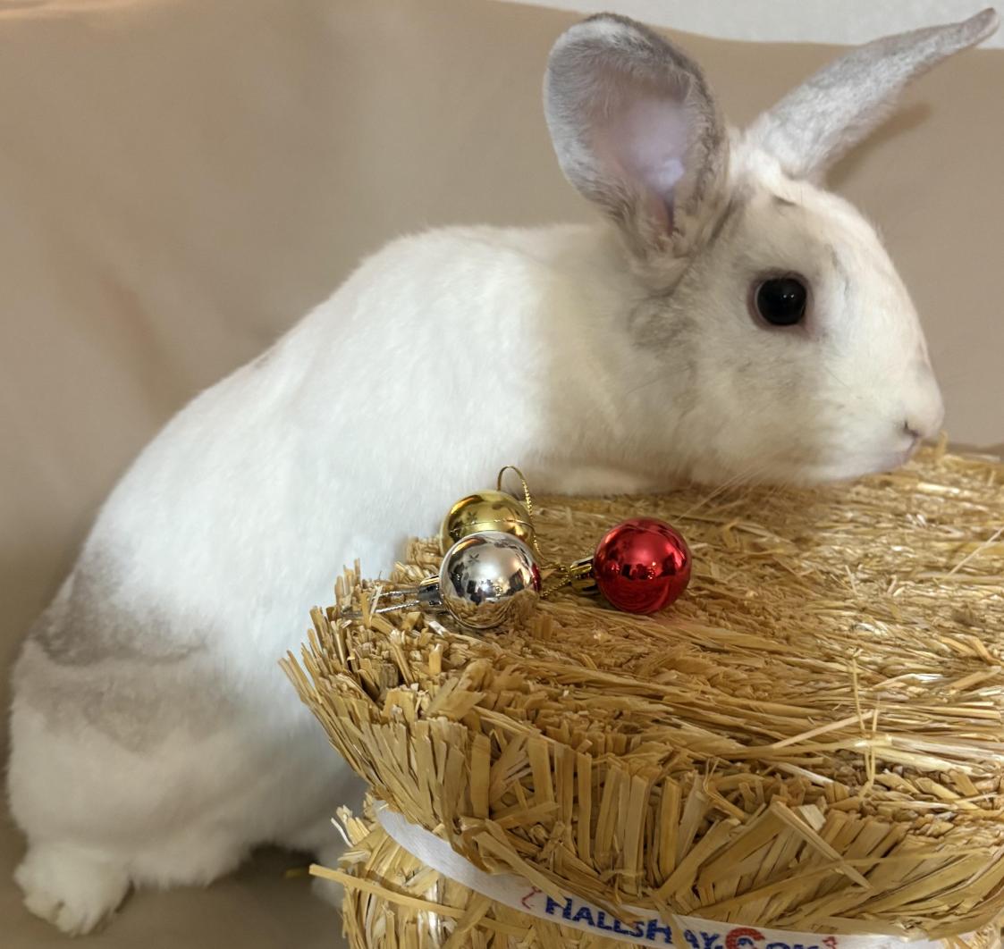 Enlarge Willow, a Adoptable Creme D'Argent in Queen Creek, AZ image 1/1