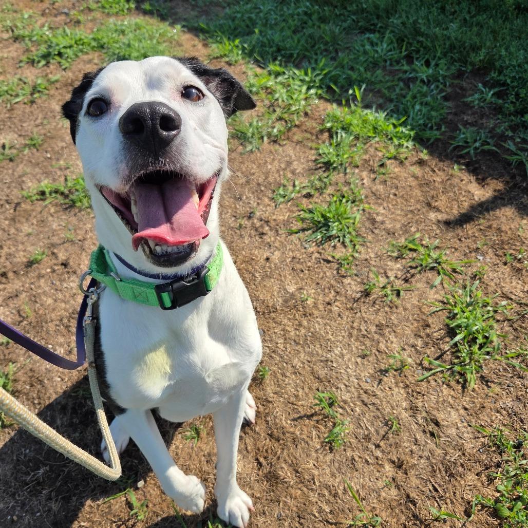 Enlarge Gracie, a Adoptable Mixed Breed in Ballston Spa, NY image 1/4