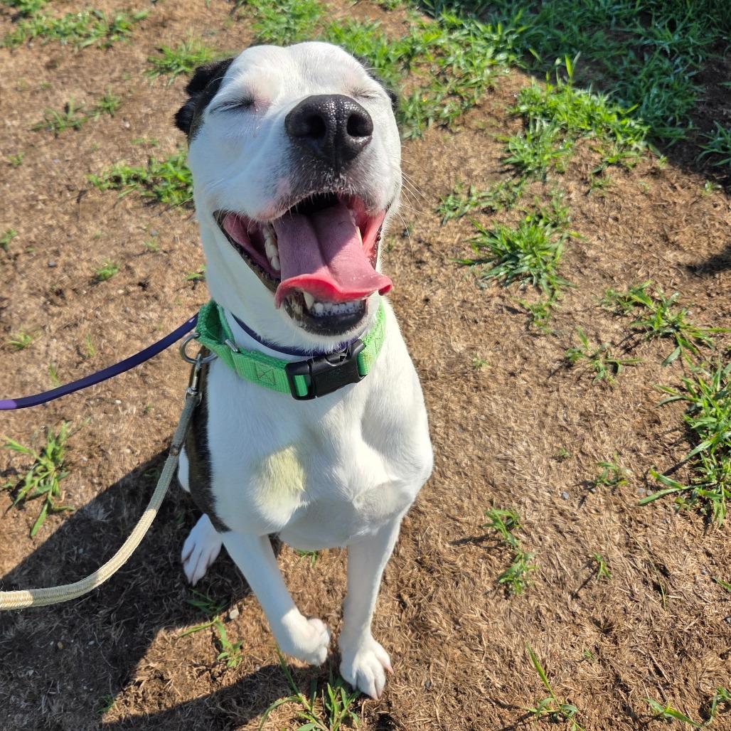 Enlarge Gracie, a Adoptable Mixed Breed in Ballston Spa, NY image 2/4