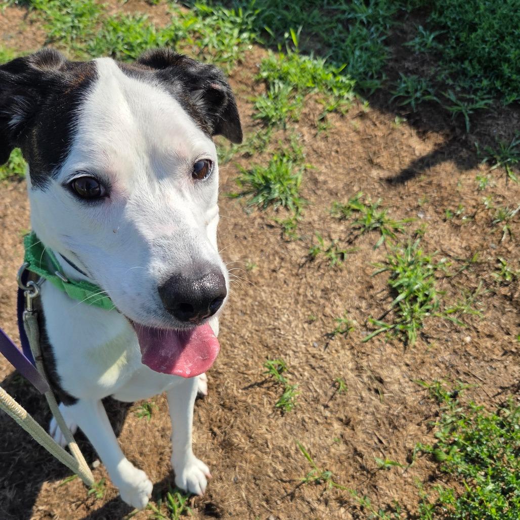 Enlarge Gracie, a Adoptable Mixed Breed in Ballston Spa, NY image 3/4