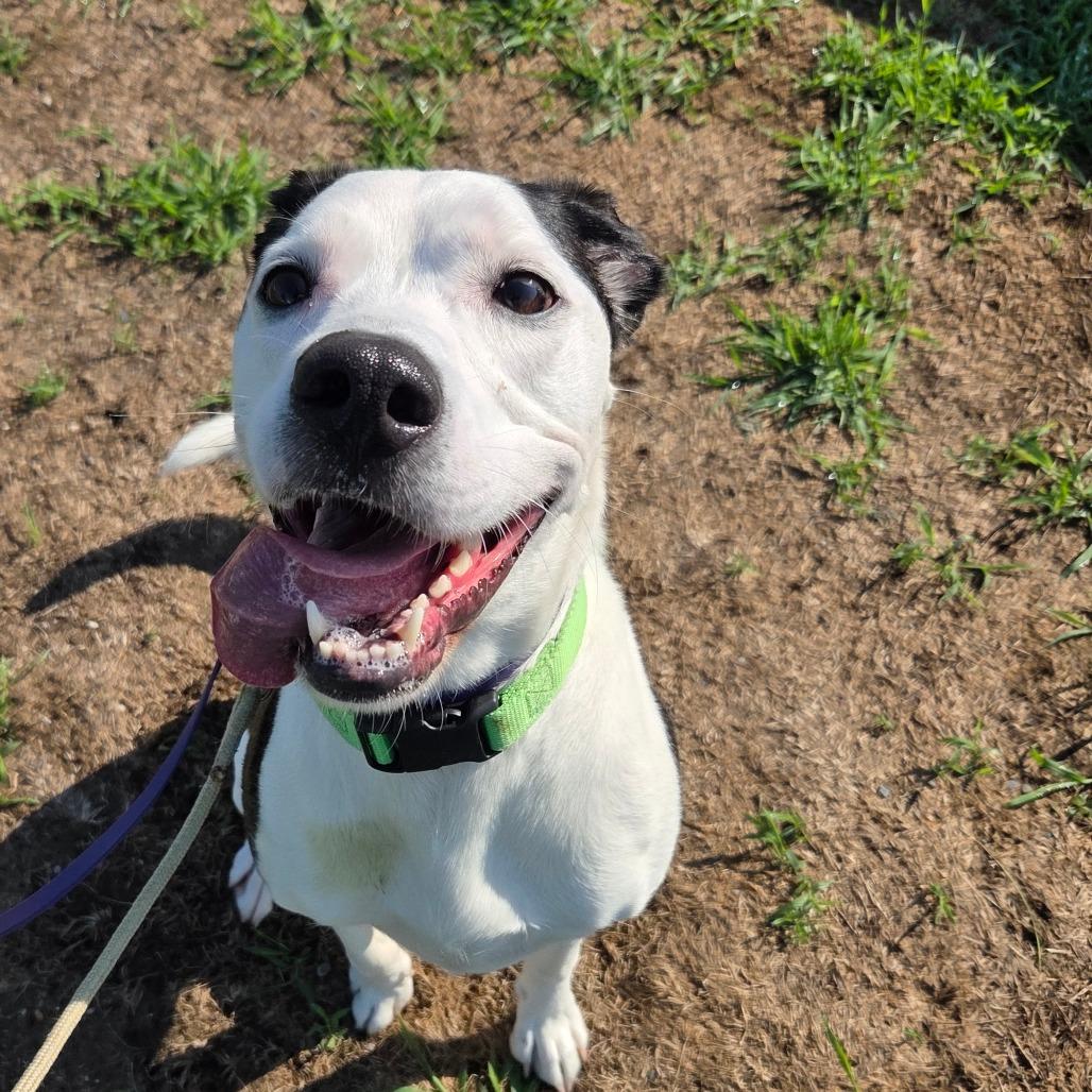 Enlarge Gracie, a Adoptable Mixed Breed in Ballston Spa, NY image 4/4