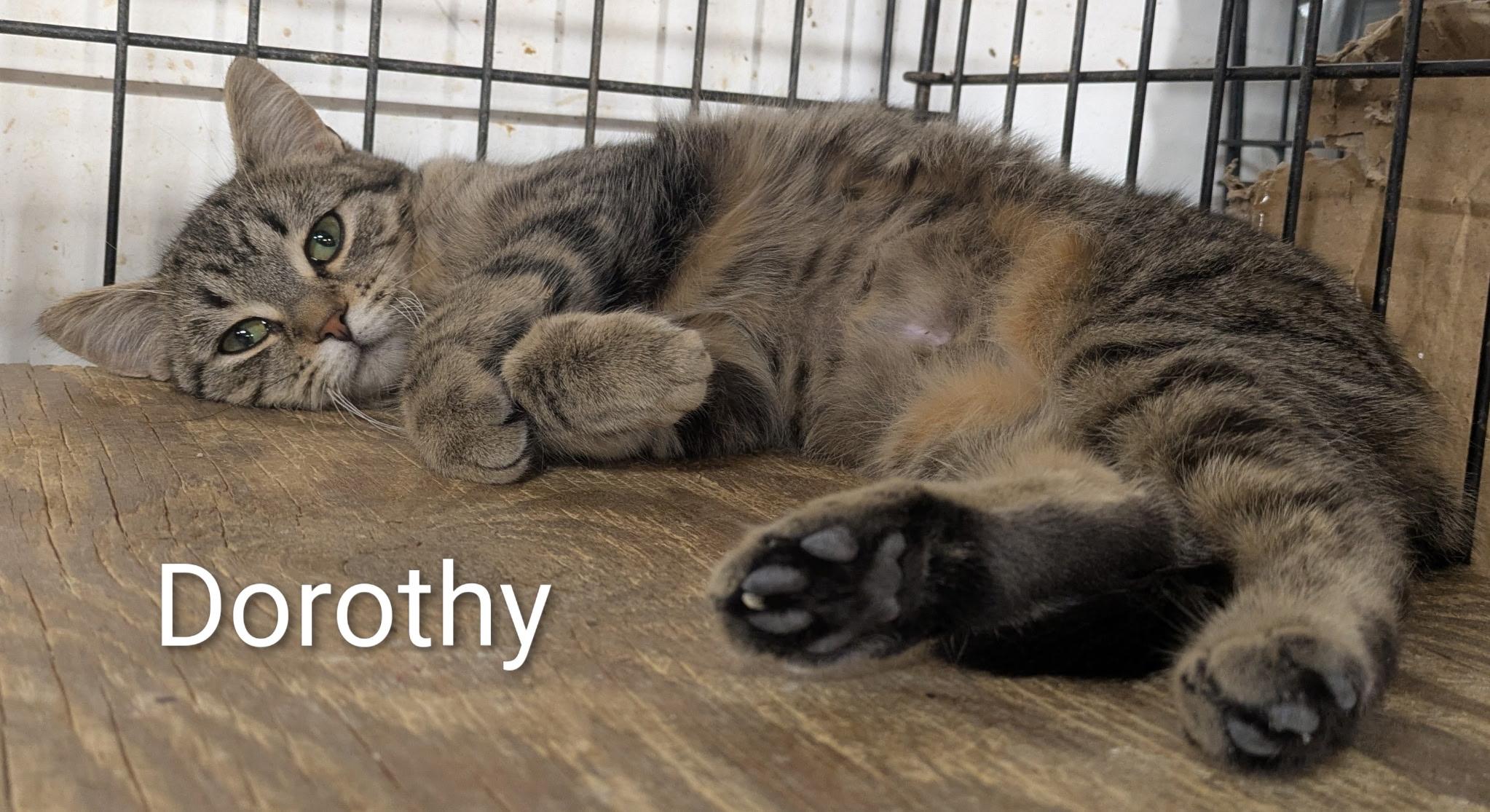 Dorothy, ADOPTABLE, Young Female Domestic Short Hair.